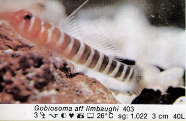 Gobiosoma aff limbaughi